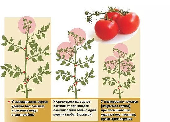 пасынкование и прищипывание томатов      пасынкование и прищипывание томатов - важная часть ухода за растениями, влияющая на урожайность. от того, какое внимание вы уделите формированию кустов