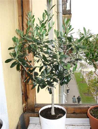 как вырастить оливковое дерево в домашних условиях олива, или оливковое дерево представитель семейства маслиновые. в средиземноморском регионе, на южном берегу крыма, на юге россии и в других