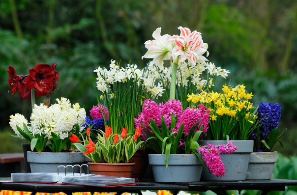 выбираем домашние цветы вам нравятся горшечные растения если вы хотите, чтобы они служили украшением вашего интерьера, радовали вас своим красивым внешним вид, следуйте этим