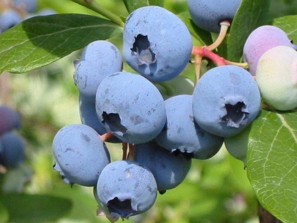 голубика - кладезь витаминов благодаря своему химическому составу голубика стала очень популярна среди садоводов. в ягодах содержатся антиоксиданты, играющие важную роль в профилактике