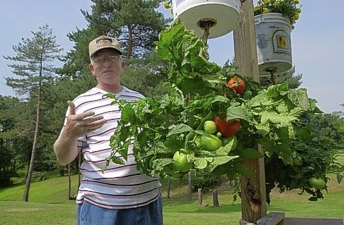 с ног на голову или овощной переворот  ищите новые необычные решения для своего огорода овощи в верх ногами - как вам такая идея этот способ можно отнести к еще одной разновидности вертикального