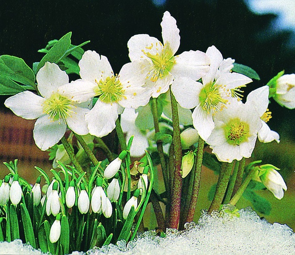 зимние цветы - морозник морозник - так называют растение, которому не страшны ни снег, ни морозы. оно может зацвести даже к рождеству, а за свою выносливость получило название морозник. его