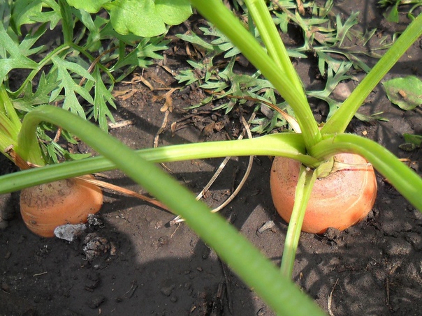 Как получить хороший урожай моркови Способ посадки в размеченные лунки используется, в основном, для дражированных семян. Выровненная и подготовленная грядка размечается с помощью специального