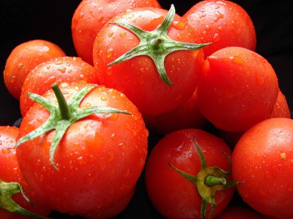 Полив и подкормка томатов. Более популярных овощных культур, чем помидоры и огурцы, у тружеников дачного фронта, пожалуй, не найти. Ни летом, ни зимой им равных нет ни на грядках, ни в