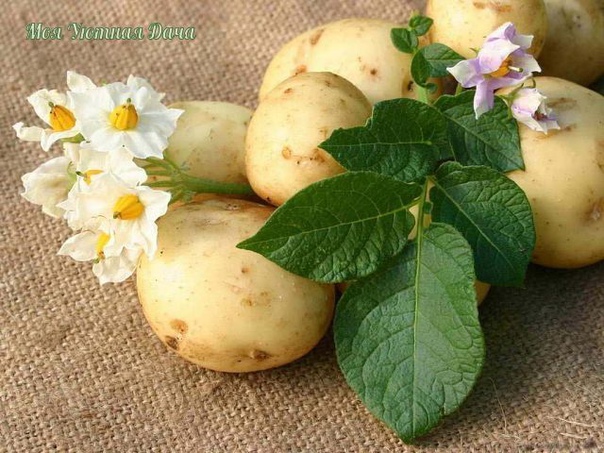 советы по выращиванию картофеля чем меньше клубень картофеля, тем крупнее он дает клубни, и наоборот. поэтому лучше всего сажать клубни средней величины, либо разрезать большие клубни так чтобы