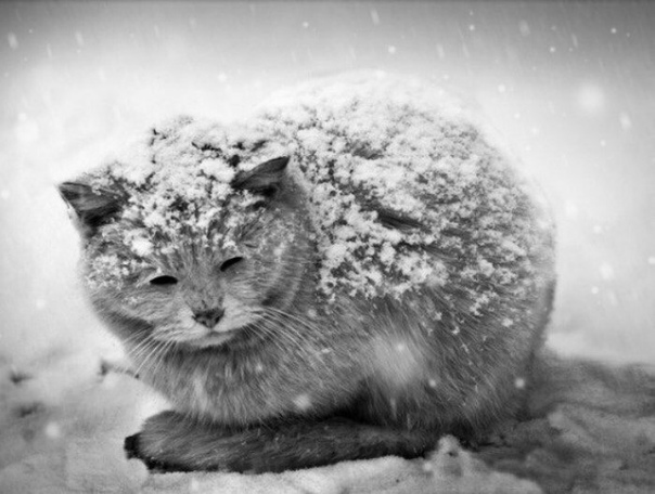 «Я тебя никому не отдам», - Замерзающий плакал котенок,Умудренный не по годам,Рыл он снег серебристый под кленом.«Навсегда я останусь с тобой,Я спасу нас обоих от стужи,Потому что под этой