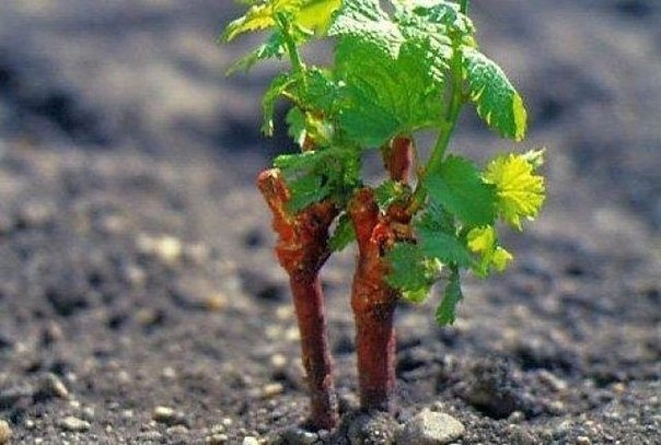Отличный способ вырастить черенки винограда 