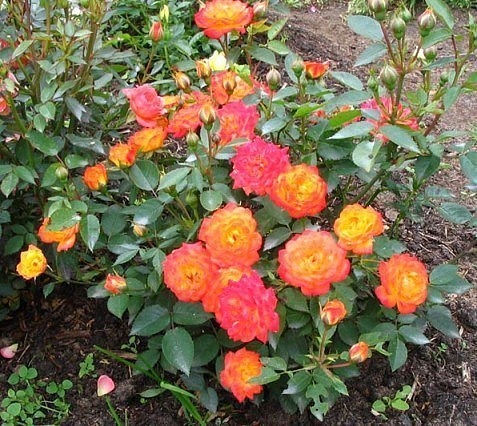 полиантовые розы непрерывное цветение!  обильно цветущие и неприхотливые в уходе полиантовые розы отличный вариант для владельцев небольших участков. этими цветами можно украсить практически