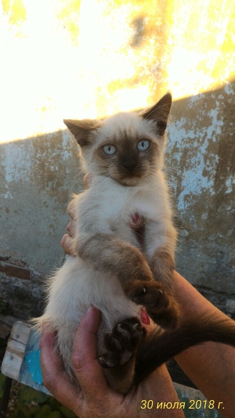 Этот милый тайский котёнок в поисках заботливых мам и пап! С