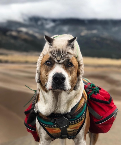 Генри и Балу: неразлучные пес и кот, которые вместе со своими хозяевами путешествуют по Америке и не представляют жизни друг без друга. Пара из США, Синтия и Андрэ, решили разбавить свою жизнь в