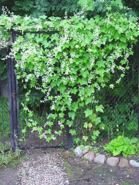 эхиноцистис это однолетнее декоративное растение-лиана семейства тыквенных. побеги могут достигать длины 10 м. цветет с середины июня мелкими белыми цветами с приятным медовым ароматом. отличный