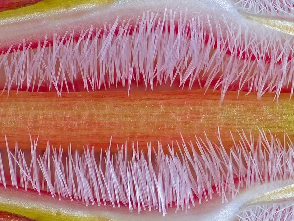 Розовый, оранжевый и желтый цвета изобилуют на пестике тучного адениума (пустынной розы . Фотография выполнена в технике гиперфокусировки, 10х Фото: Jose R. Almodovar