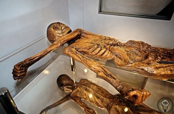 Ледяная мумия Этци и тайна буддийских монахов В традиционном понимании мумия это мертвое тело, которое удалось уберечь от разложения с помощью бальзамирования.Самые известные мумии