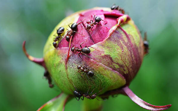 Нужно ли бороться с муравьями на бутонах пиона Существует два противоположных мнения по поводу присутствия муравьев на пионах. Одни садоводы утверждают, что насекомые приносят исключительно