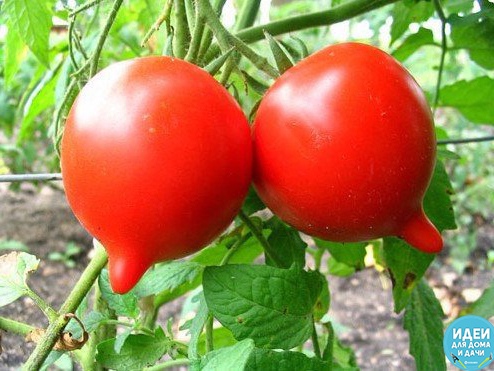 Лучшие сорта помидор Ранний сорт Татошка - созревание плодов происходит за 90 дней, так что в Центральном Черноземье его можно высевать сразу в грунт, не выращивая рассаду. Проды красные,