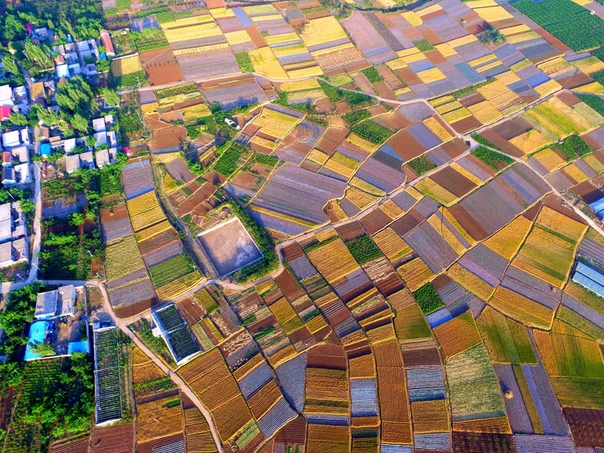 Пшеничные поля с высоты птичьего полета похожи на лоскутное одеяло В конце мая в Китае начинается сезон Сяомань, или «малое изобилие», в это время начитается сбор урожая