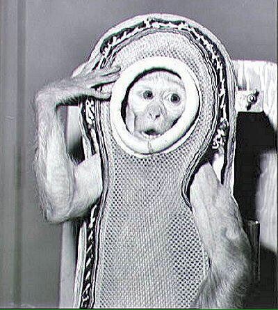 Первые животные в космосе. Белка и Стрелка собаки-космонавты Двенадцатого апреля весь мир празднует День космонавтики. Именно тогда, в далёком 1961 году, первый выход в космическое пространство