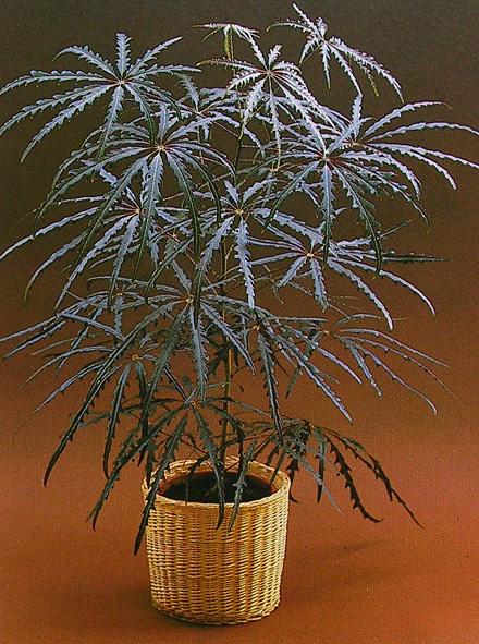 дизиготека дизиготека (dizygotheca) декоративно-лиственное растение семейства аралиевых (araliaceae), родиной которого является австралия и острова океании. дизиготека небольшой вечнозеленый