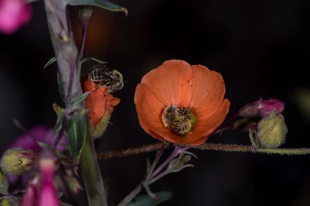 Фотограф сделал серию фотографий, на которых запечатлел спящих пчел в цветке. 
