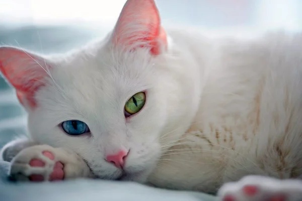 Топ-5 самых дорогих кошек в мире Кошки были и остаются любимейшими домашними питомцами, разделяющими с человеком кров на протяжении 10 тыс. лет. Каждая из существующих на сегодня пород